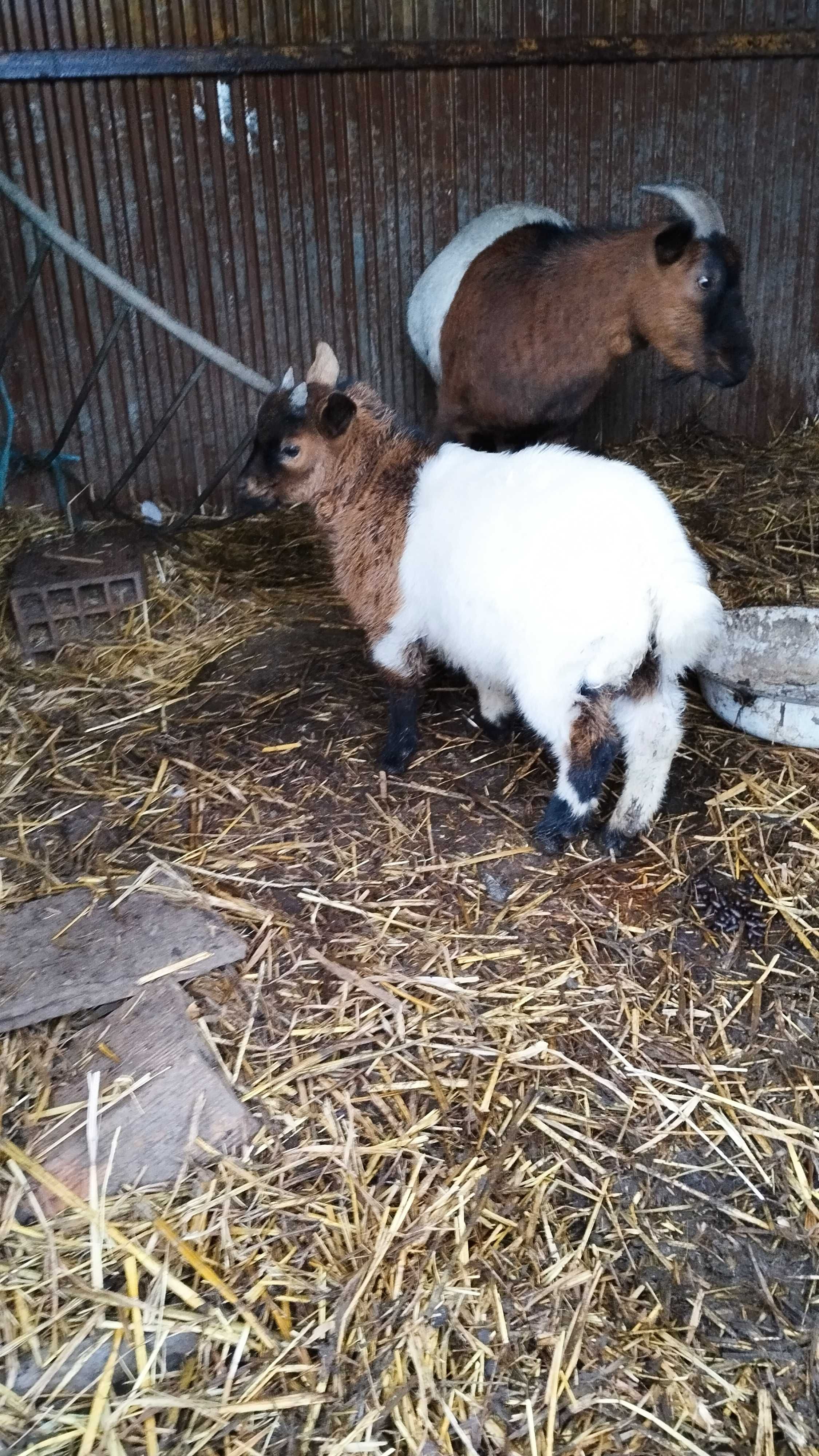 Cabrito raça Anã Macho 2 cores