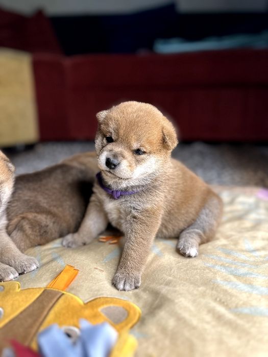 Шиба ину,сиба ину цуценята шиба іну