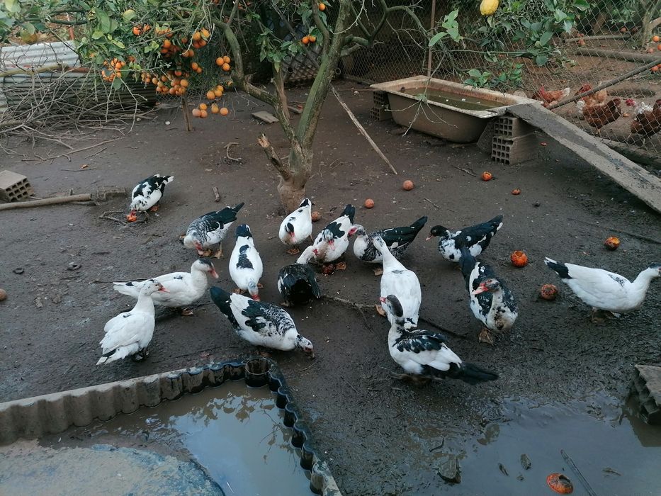 Patos mudos várias idades