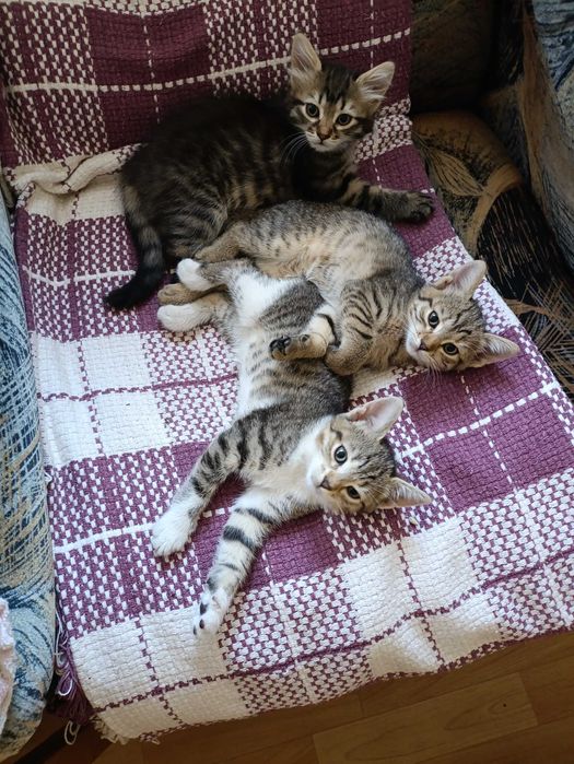 Котята в добрые руки.