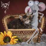Lukas czarny klasyk maine coon