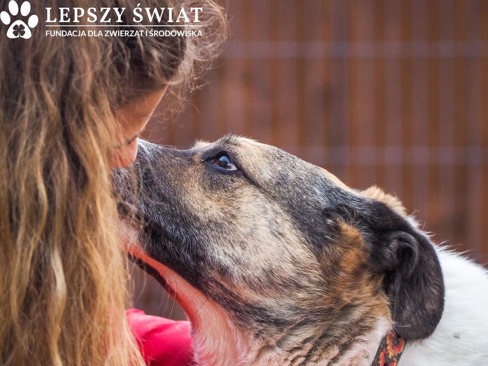 Piękna suczka do adopcji!