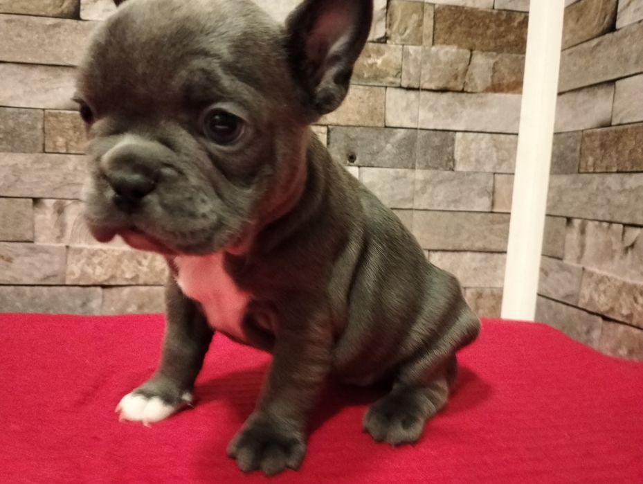 Cudowna suczka  buldog francuski BLUE