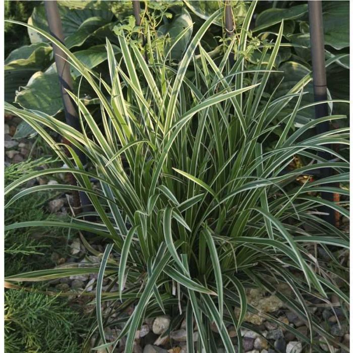 Продам Брунеру, Морозник,Герань,Осока,Фиалка, Флоксы