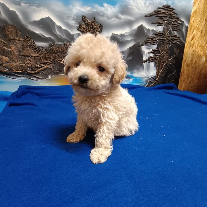 Suczka Maltipoo F1b