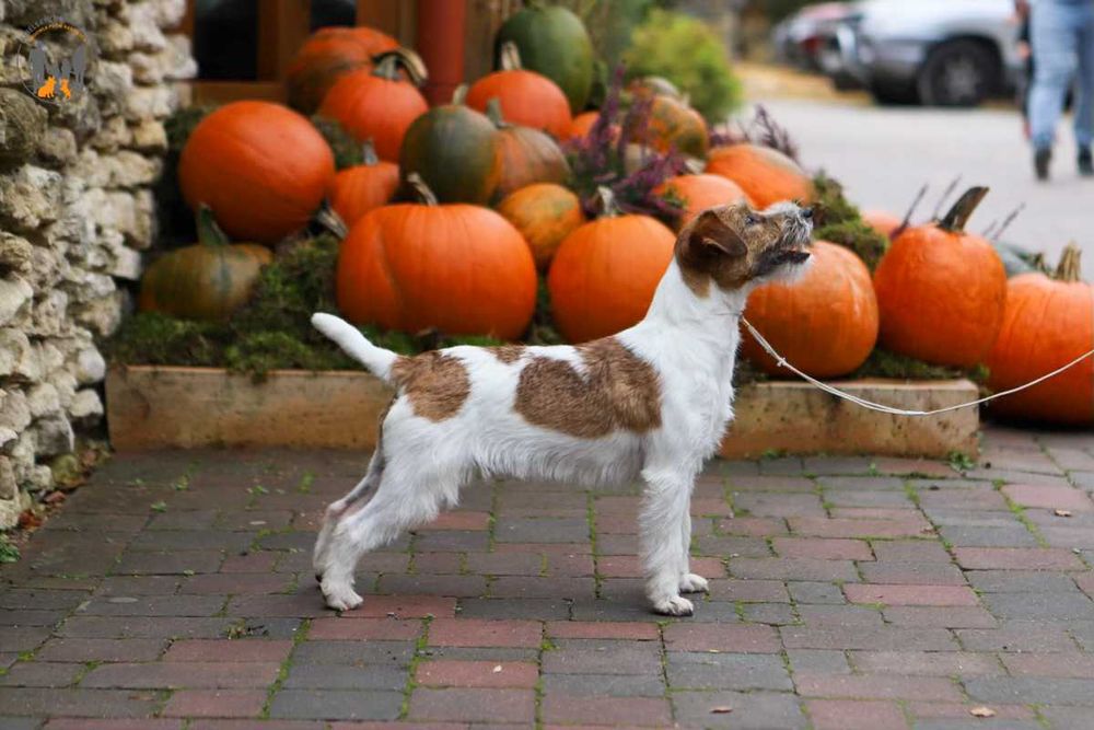 Jack Russell Terrier ZKwP FCI po Championie PL