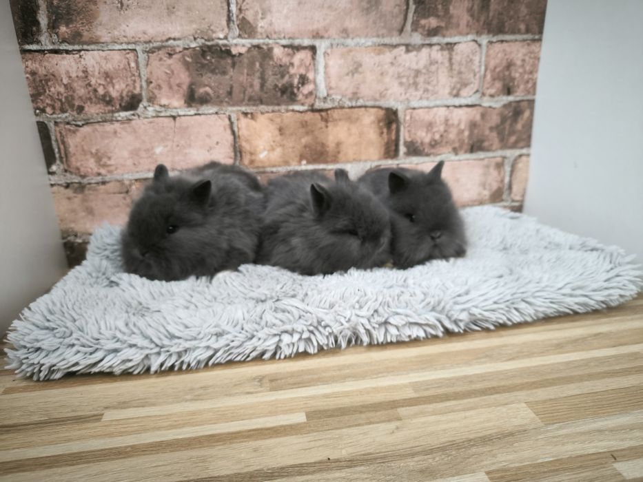 Króliczki karzełki mini puszyste króliki