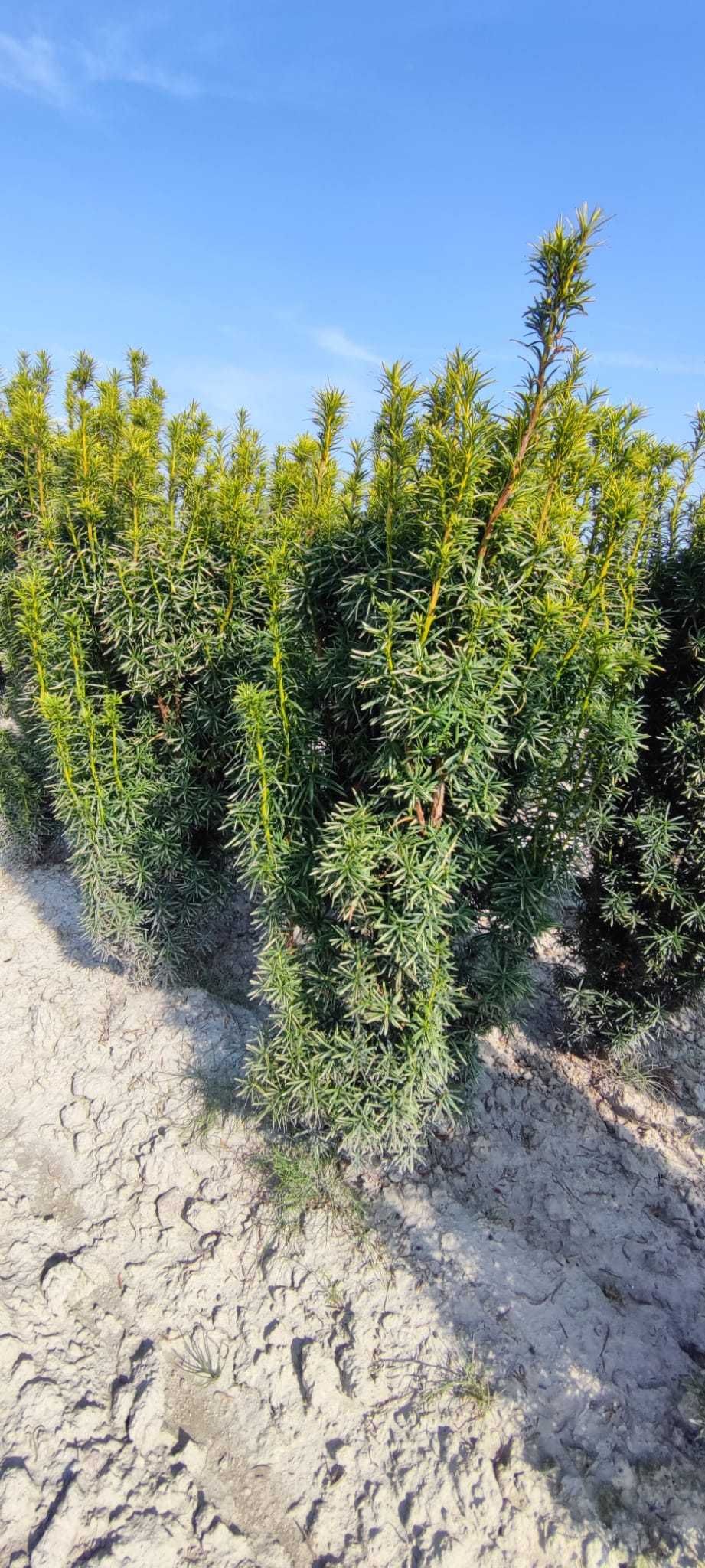 Cis Stefania 100-120cm grunt/juta Taxus nie hicksii/hilli