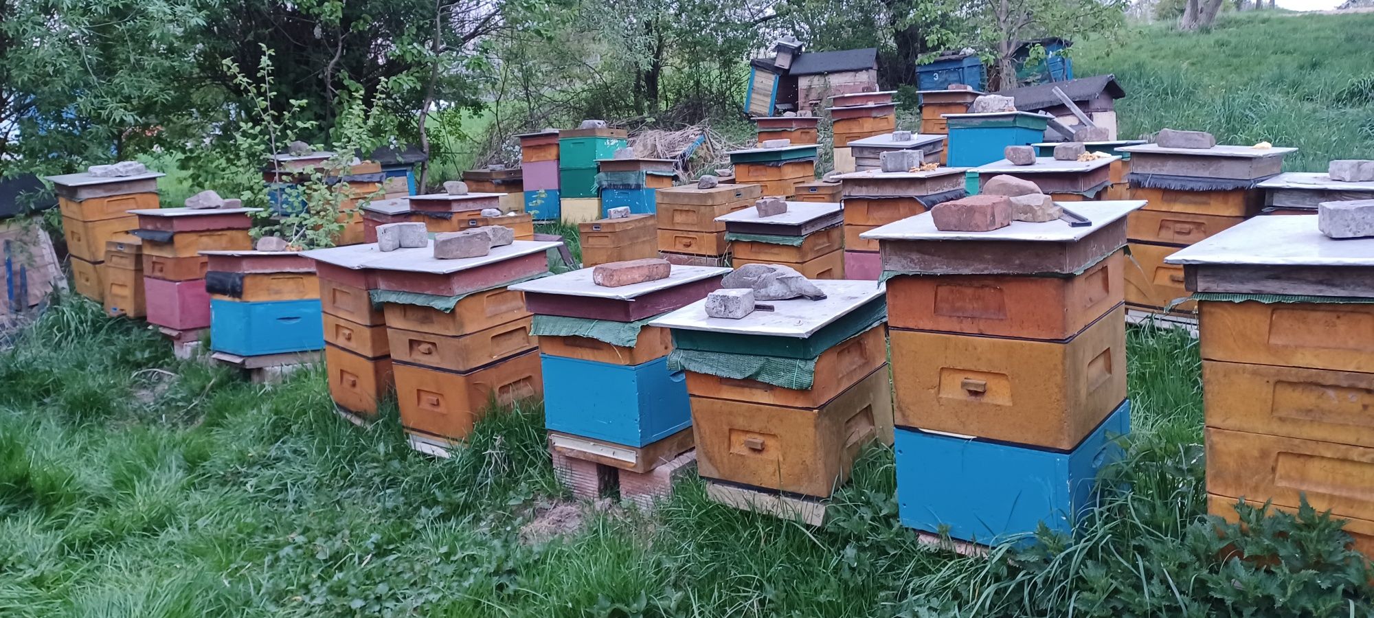 Pszczoły rodziny pszczele
