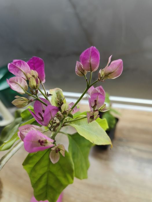 Бугенвілія 2-річні саджанці