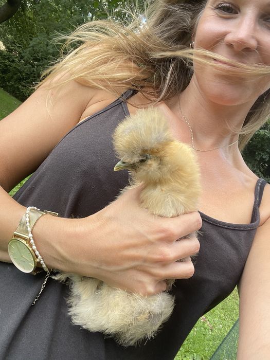 Kurki silki stadko w calosci 5 sztuk