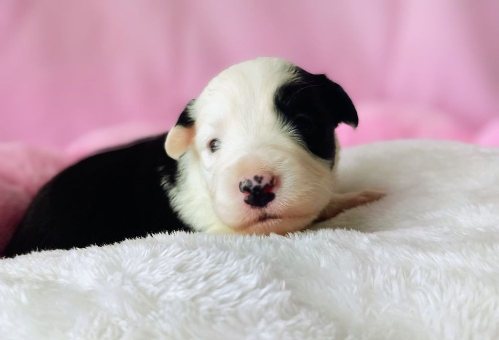 Border Collie suczka Mona