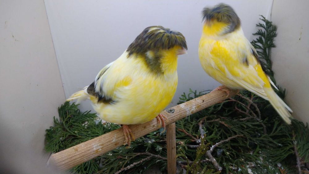 Kanarki  Kanarek Glostery 2025 i 2024