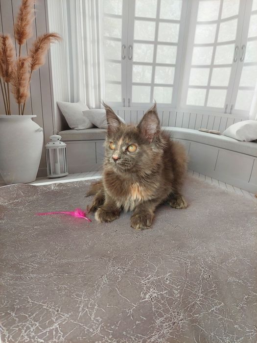 В питомнике Мейнкунчиков пополнение.