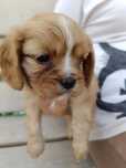 Suczka cavalier King Charles spaniel