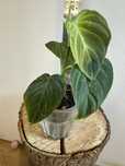 Філодендрон Philodendron Splendid