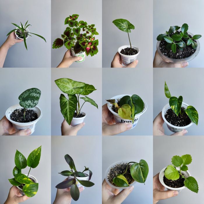 Koleus, filodendron, syngonium, epipremnum i inne rośliny