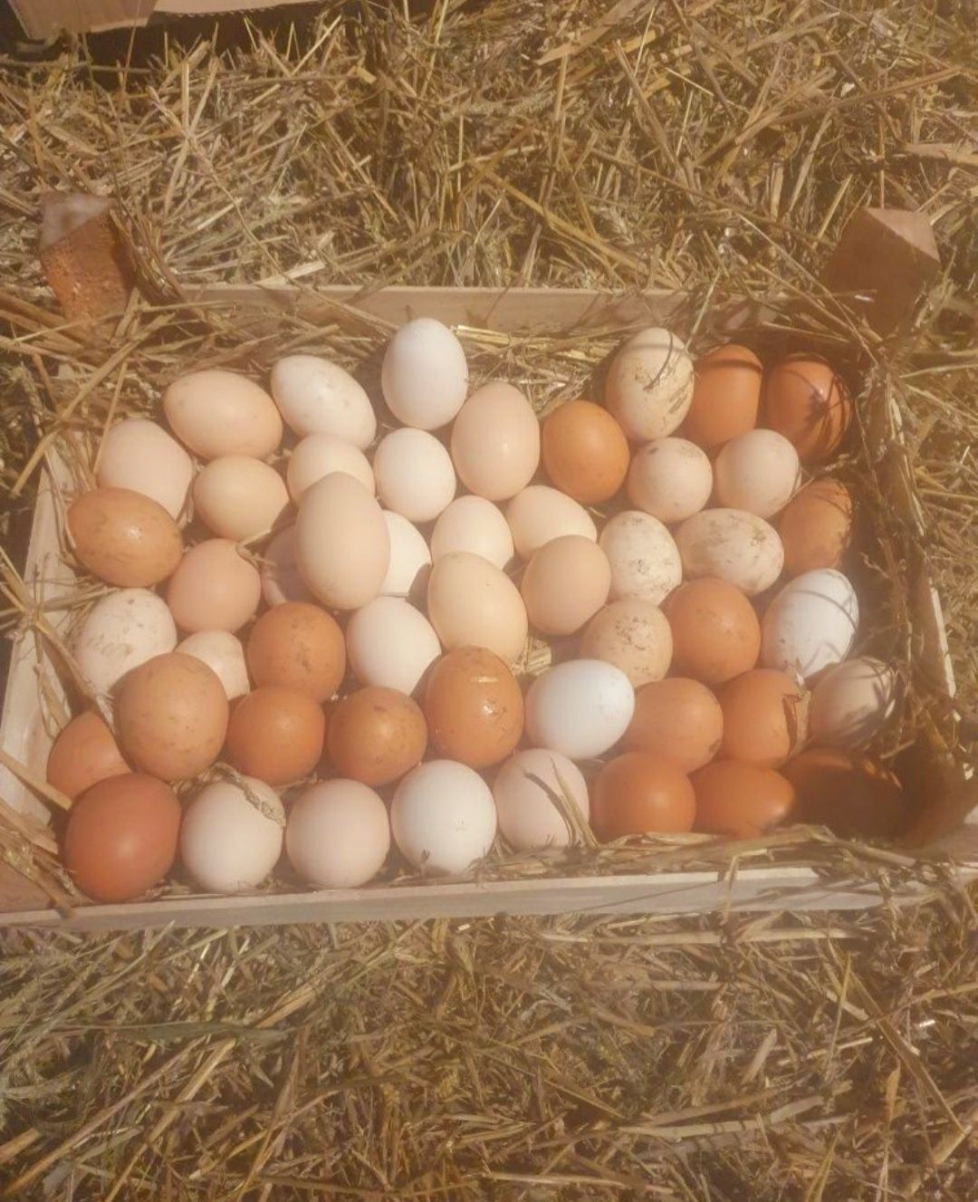 Jajka jaja naturalne ekologiczne wiejskie jajka jajka ekologiczne kurz