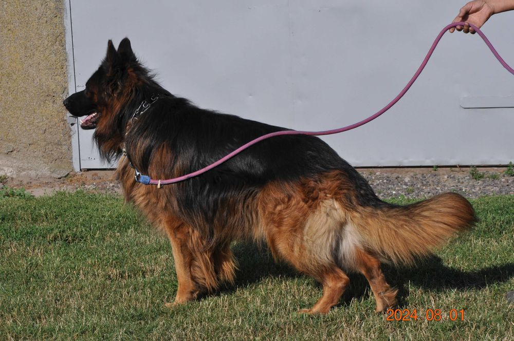 owczarek  niemiecki suczka