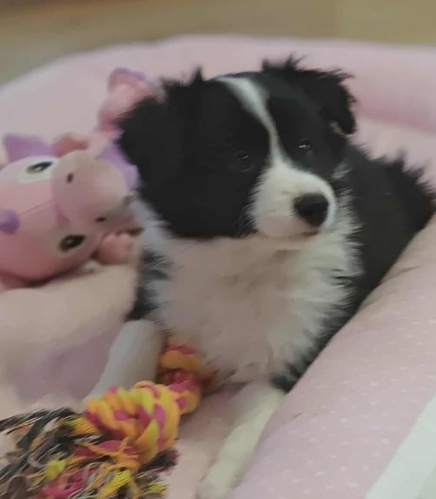 Suczka Border Collie