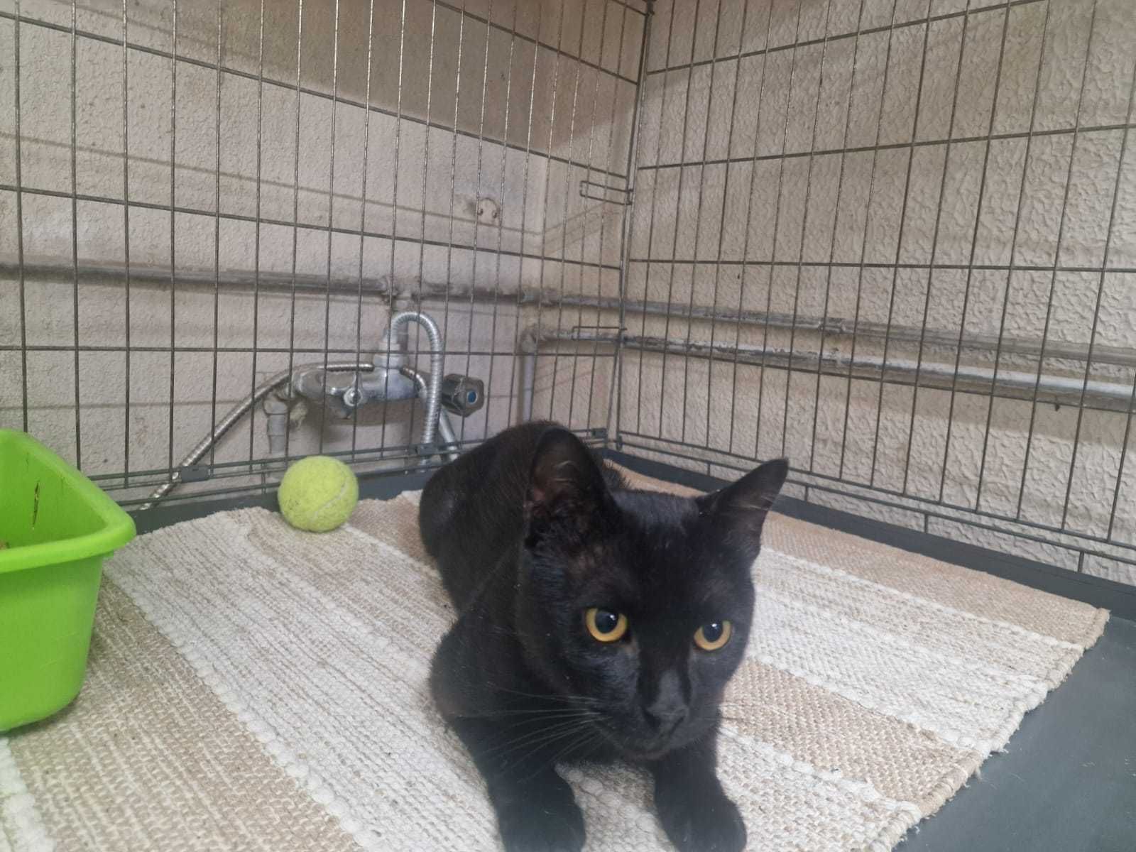 Gatinho para adoção consciente