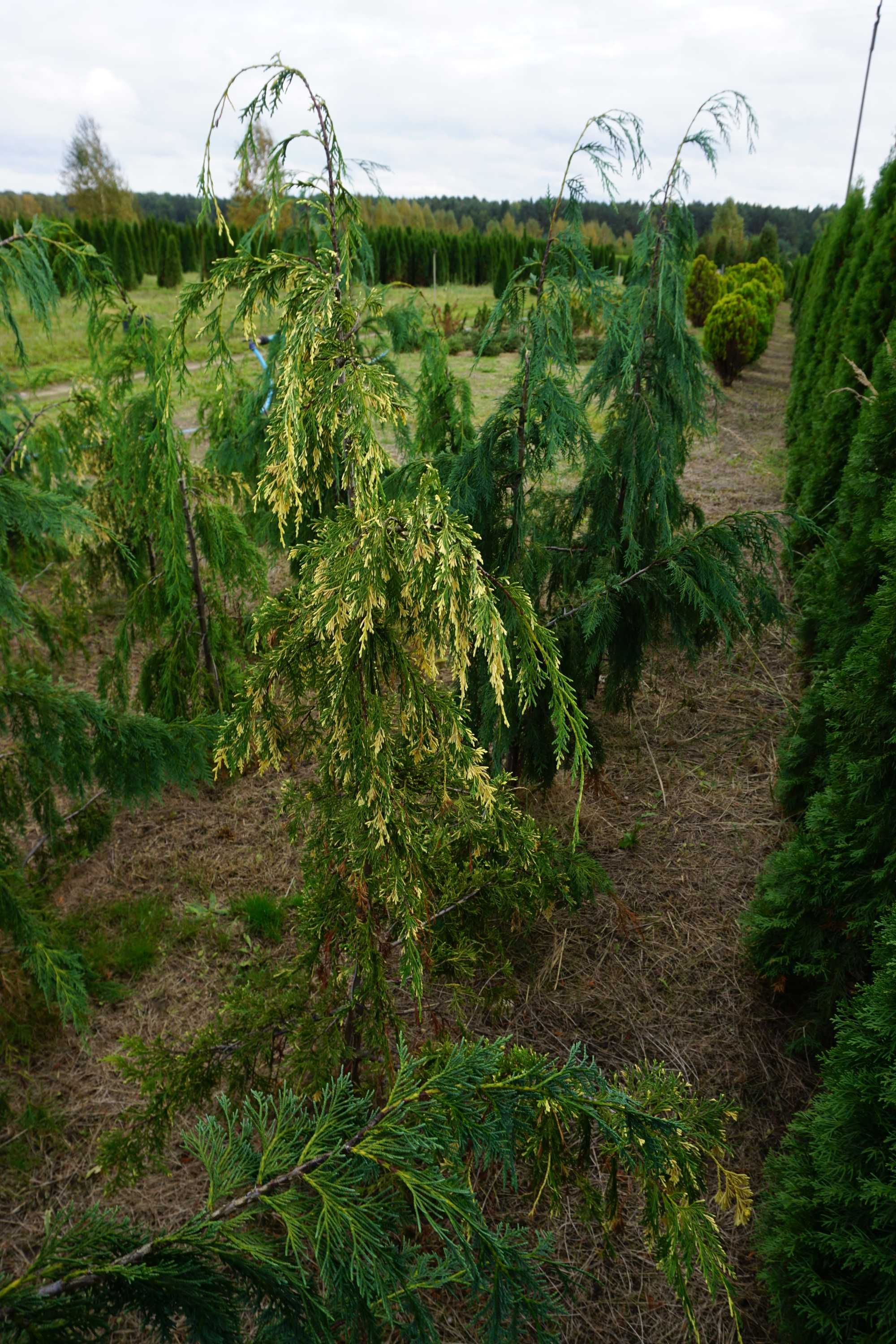 200cm cyprys CYPRYSIK nutkajski _ KLIPPERT pendula JUBILE baba jaga