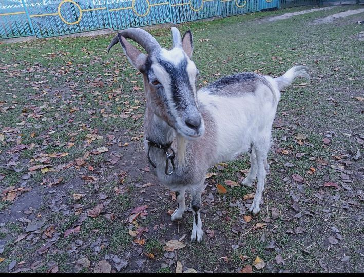 Продаю мирну козу