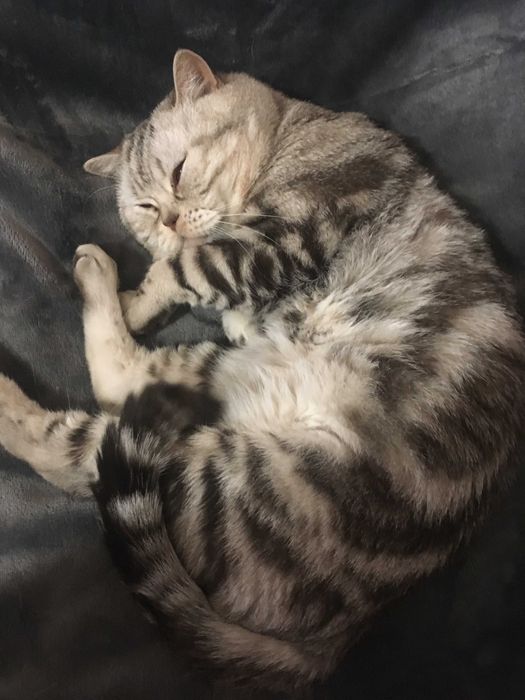 Котик чорний мармур на сріблі