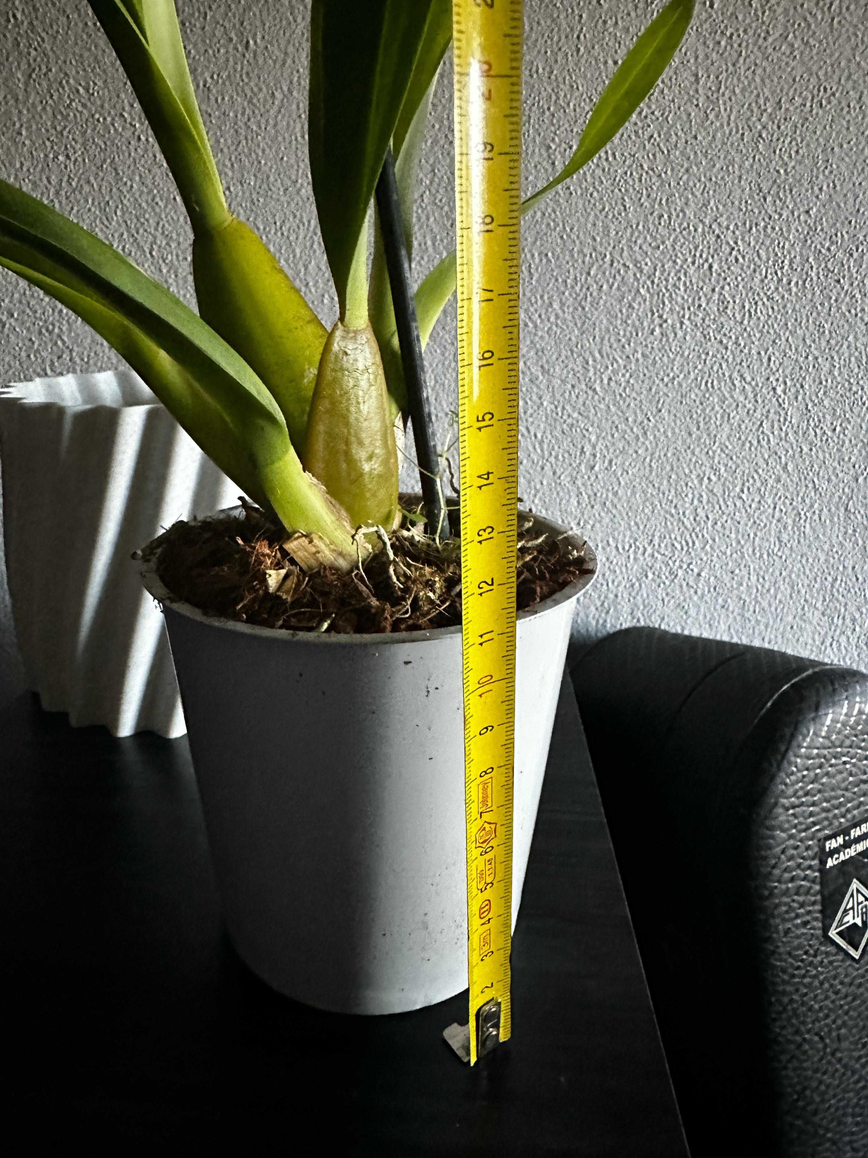Vaso Exterior para Planta