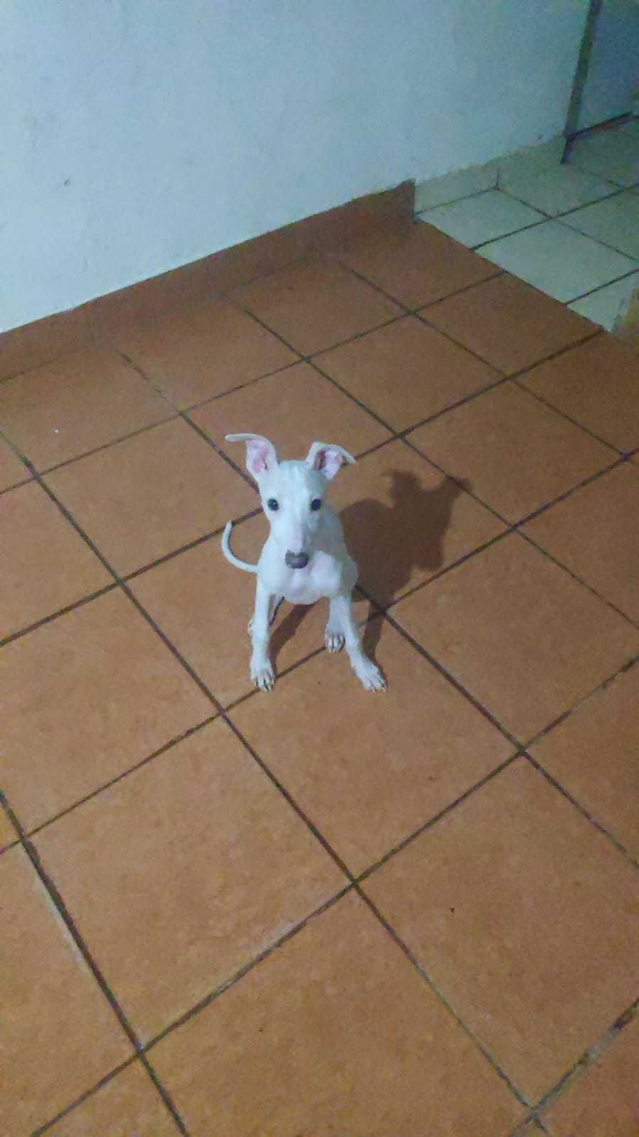 Filhote cachorro 3 meses