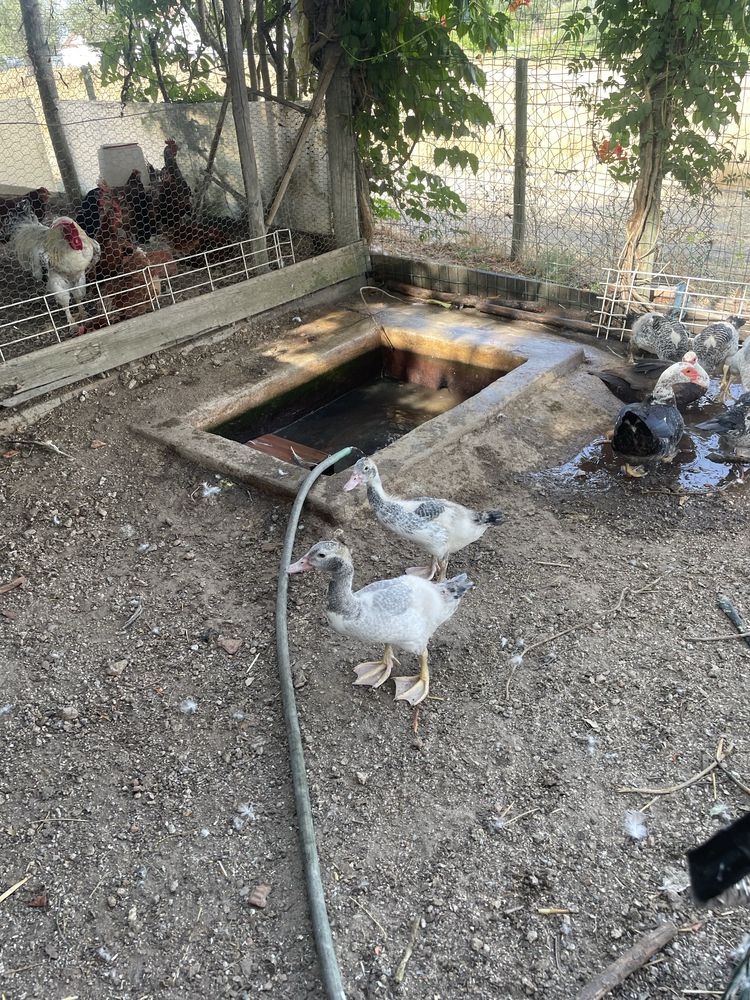 Patos mudos com 3 meses