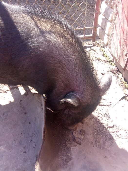 В'єтнамський кнур