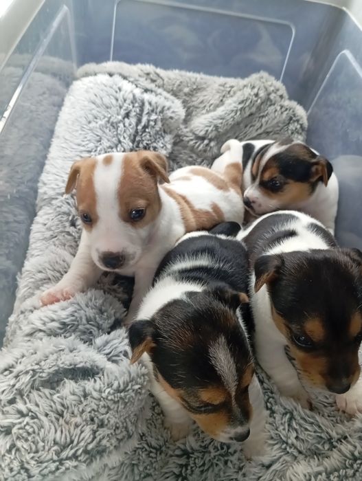 Jack Russell Terrier