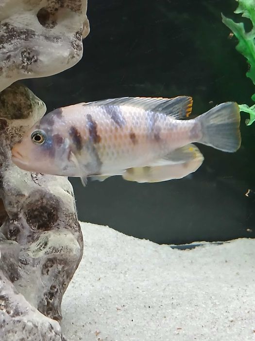 Ciclideo Metriaclima estherae ob