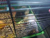 Szczury potrzebują nowego domu