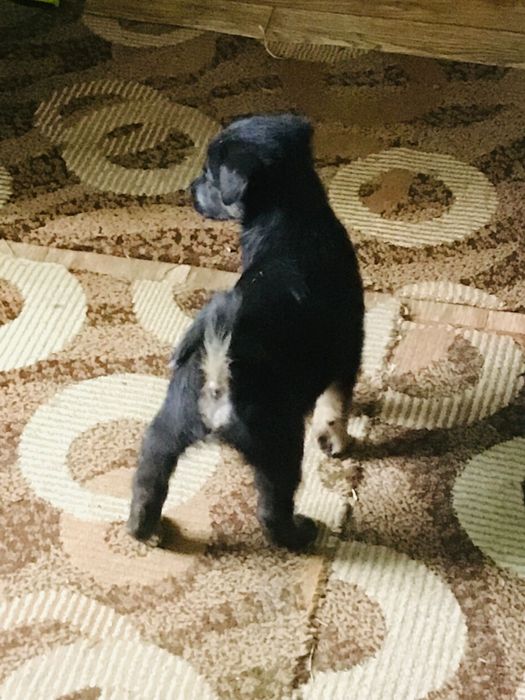 Песики в с.Урич.