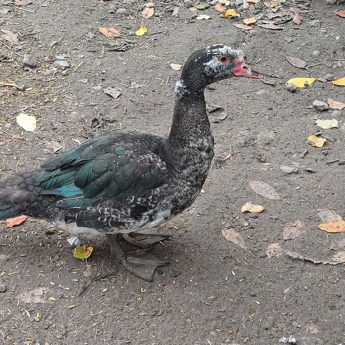 Kaczor staropolski francuskii