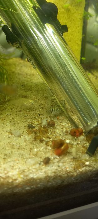 ciclídeo polar azul papagaio,