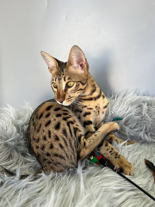 Ніжний хлопчик Саванна Ф6