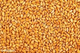 Pszenica paszowa dla kur