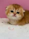 Femea scottish fold golden