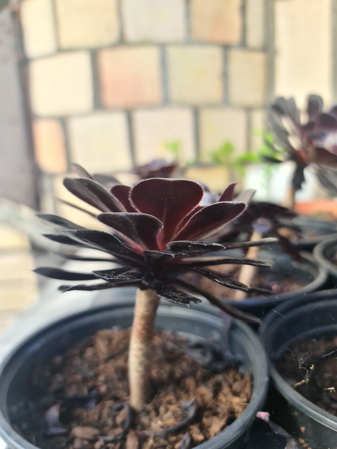 Suculenta Aeonium