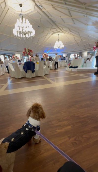 Супровід тварин на подіях чи при перевезенні / Няня для тварин / Вигул