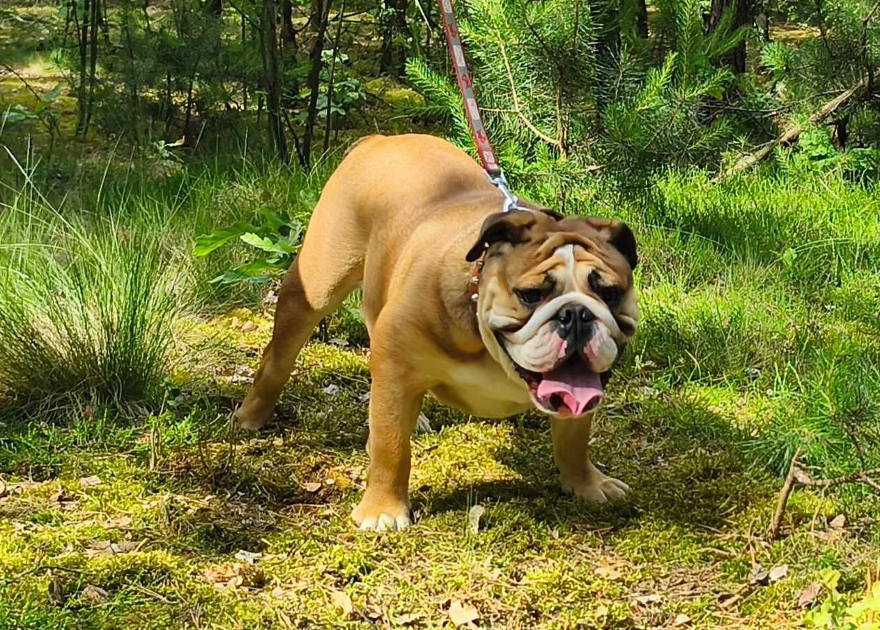 Buldog angielski FCI ZKwP sunia 1.5 roczna  z rodowodem.