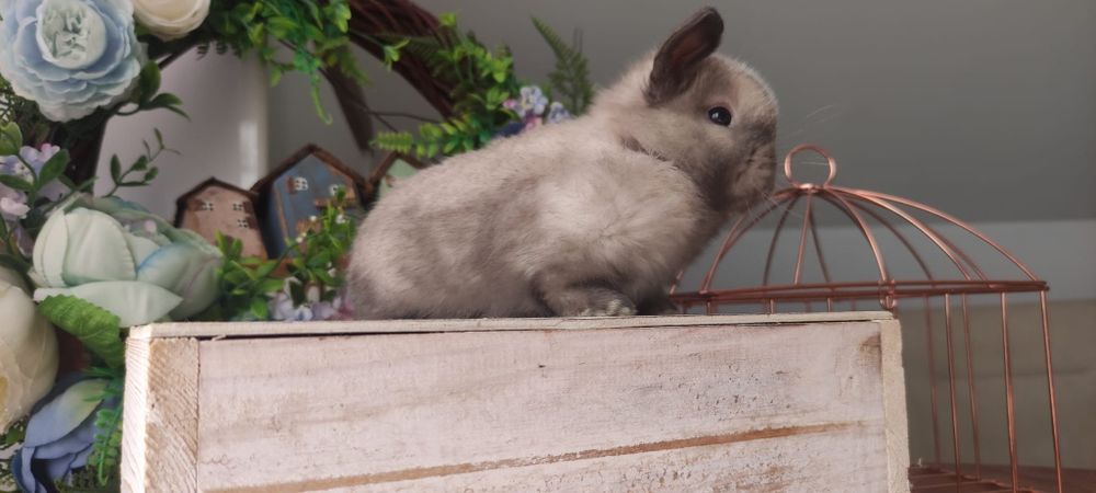 Królik Mini lop gotowe do odbioru