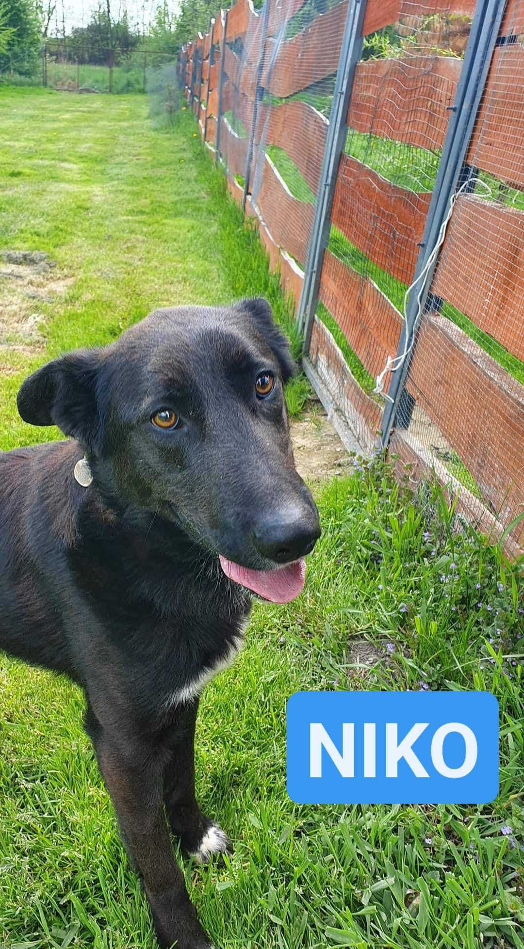 Niko ok 3 let. o wyjatkowym charakterze czeka na dom  Dorota Gołęb.