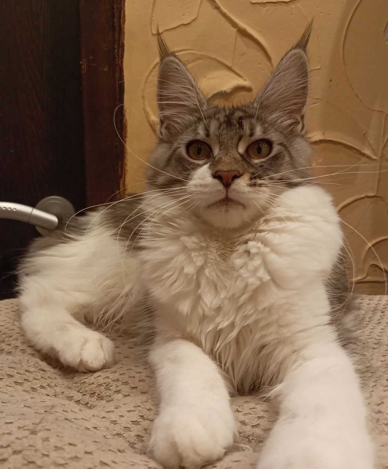 Koteczka  Maine coon