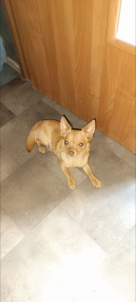 Chihuahua piesek