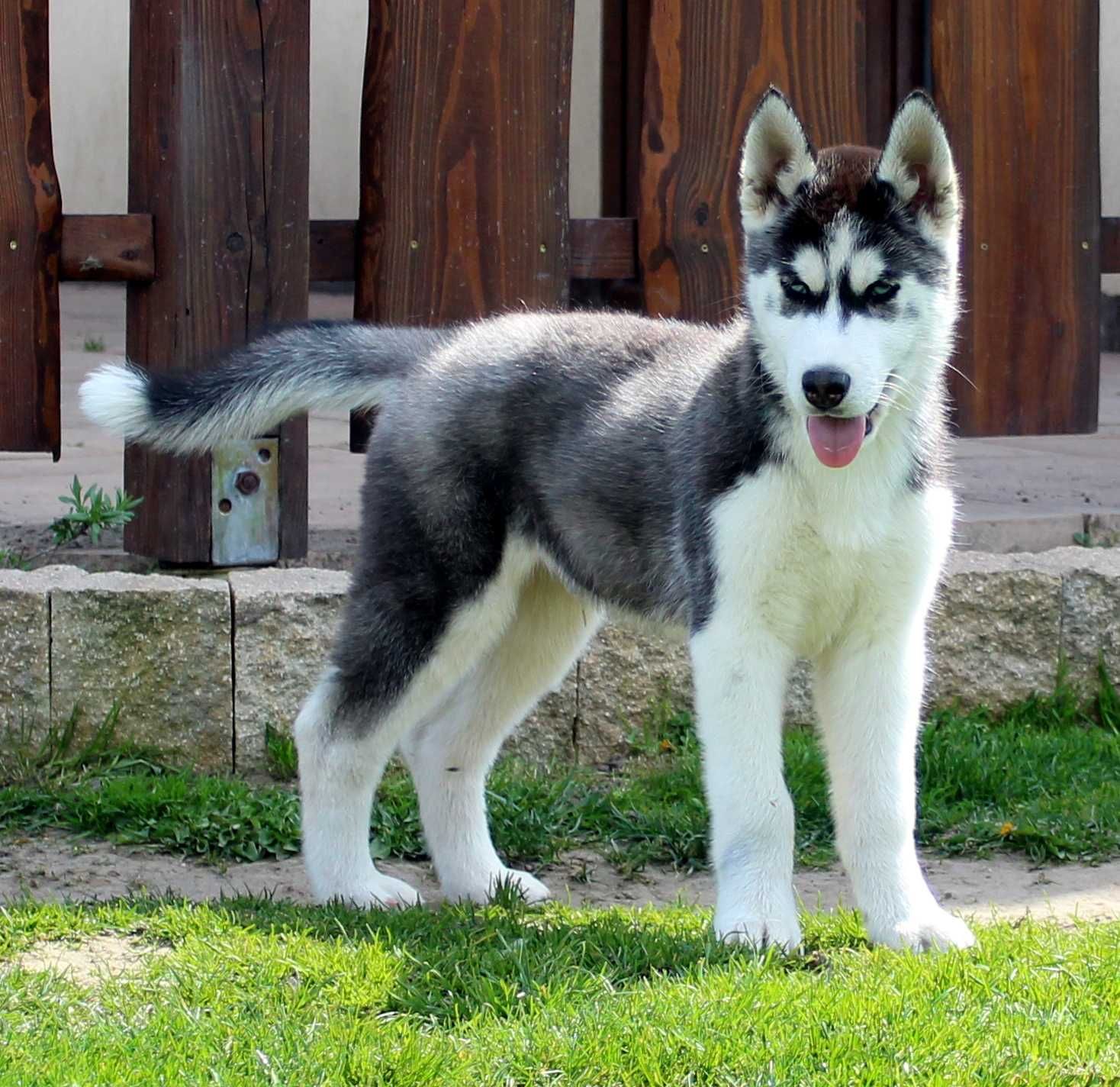 Husky Szczenię Siberian Husky Niebieskie Oczy z Rodowodem WKU