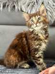 Maine coon ostatnia kotka do odbioru